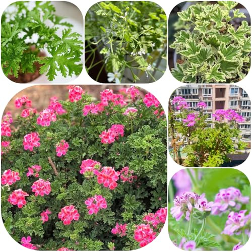Semi di gerani profumati, Geranio limone, balcone per giardinieri prodotti sostenibili ornamentali verdi raro esotico giardino, 120pcs