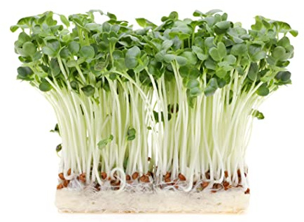 500 g Rettich Samen Bio Keimsaat “Daikon” für Sprossen Microgreens Vegan Rohkost