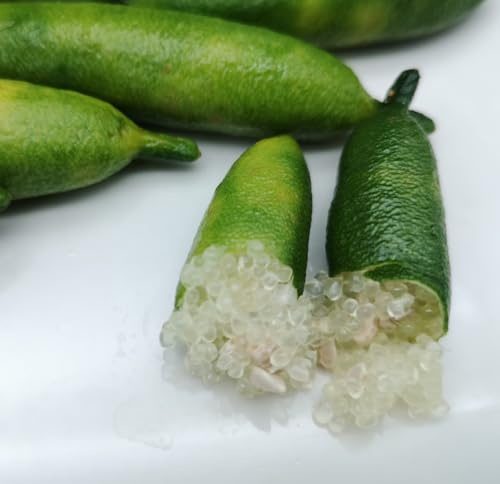 Semillas de semilla de limón Caviar Microcitrus TASTYGREEN - 12 semillas