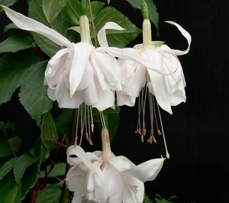 100 pièces de graines de fleurs fuchsia