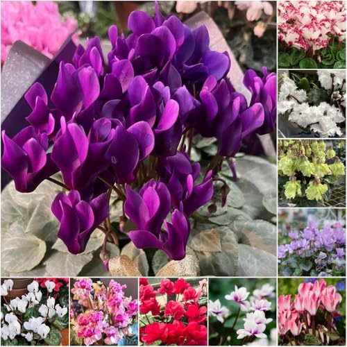 alpenveilchen winterhart - Seltene serie - blumensamen winterfeste für balkon stauden winterhart mehrjährig bonsai garten deko wohnzimmer modern 120samen
