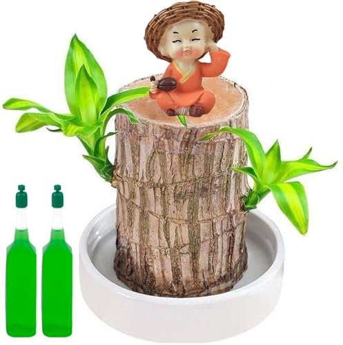 Brazilian Wood Plant, Lucky Bamboo Plant Indoor, Brazilian Lucky Wood Miniature Hydroponic Stump for with Monk Statue Home Office Decor