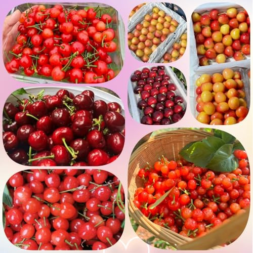Semillas de cerezo, semillas de cereza, enanos resistentes Cerezo chileno resistente al invierno columnares fresca 250pcs