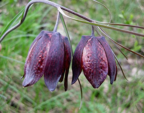 5 Seeds of Yucca Schottii Schotts Yucca Hardy Exotic Seeds: Only Seeds
