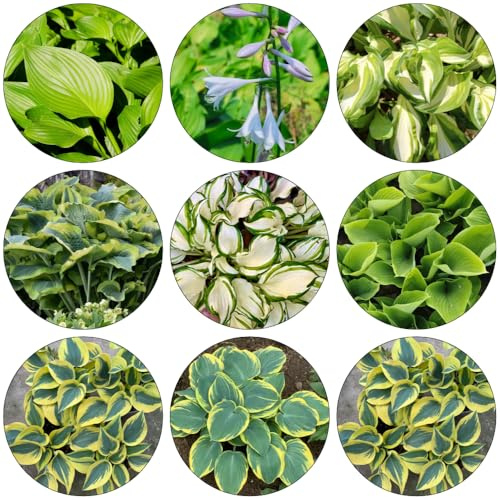 funkien hochbeet balkon deko dachbegrünung gartenpflanzen topfpflanzen echt kräuterbeet indoor kräuterpflanzen winterharte stauden mehrjährig gartenkräuter küchenkräuter sommerblumen 650samen