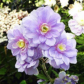 20 Pz Raro Semi di Geranio Estate Cieli Pelargonium Semi di fiori perenni Pianta rustica Pianta in vaso 1