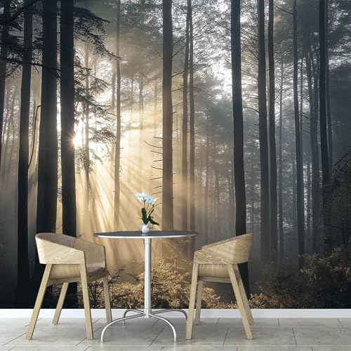 Carta da parati fotografica 450×315 cm, Tramonto La Luce Del Sole Splende Sulla Foresta premium in Seta tessuto Decorazione murale Poster, Natura Immagine Design Fotomurales per Soggiorno
