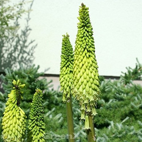 Fackellilie Limelight - Kniphofia uvaria - lebende Gartenpflanze aus den Baumschulen