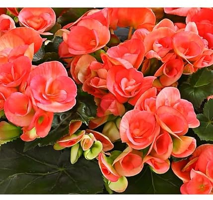 Begonia Elatior Flores Mix Color la Planta con Flor Que te Encantará