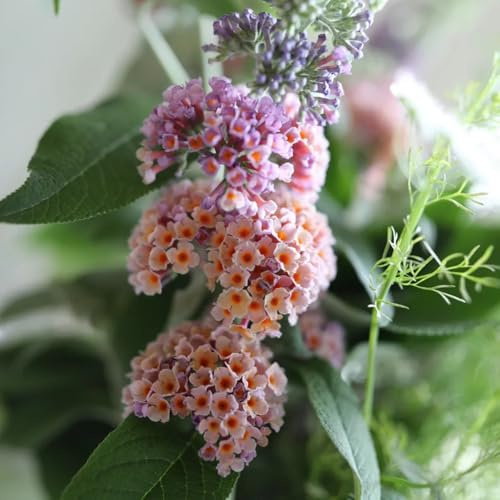 semi resistenti di farfalla lilla - giardino, farfalle buddleia -Buddleja perenni, esotiche aiuola 400pcs