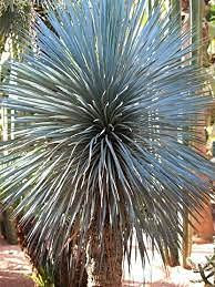 Semi di Albero di Yucca blu