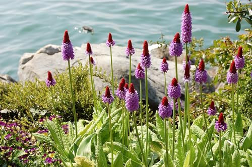 Lincolnshire Pond Plants Ltd - Primula vialii - 9cm