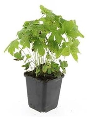 Knotiger Storchschnabel Geranium nodosum 9cm Topf Set mit 12 Pflanzen