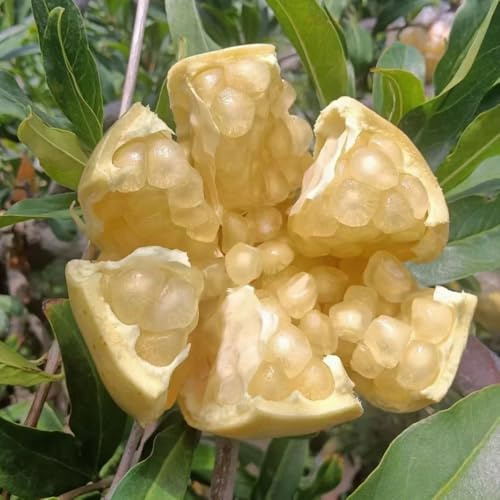 semi resistenti di melograno nano - fresca per aiuole rialzate esotici da giardino roccioso decorazione 30pcs