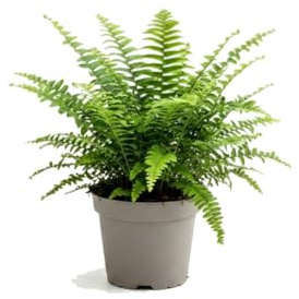 Nephrolepis Exaltata para Baño y Salón Helecho de Boston DECOALIVE con Maceta de 14 cm de Diámetro y Planta de 35 cm