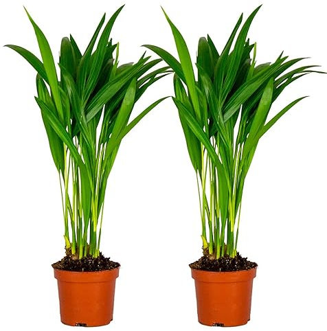 Bloomique - Set di 2 - Dypsis Lutescens - Palma d’Oro - Areca - Palma da Interno - Purifica l’Aria - Sicura per Animali - Alta 20-30 cm - Vaso da 10,5 cm