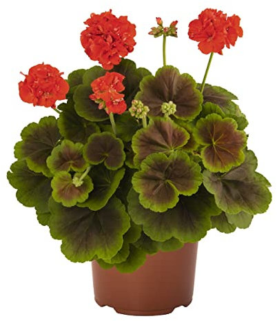 Geranio Color Rojo Premium DECOALIVE Planta Natural con Flores para Exterior e Interior Flores Rojas