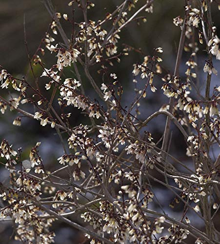 Schneeforsythie Roseum 40-60cm - Abeliophyllum distichum - lebende Gartenpflanze aus den Baumschulen