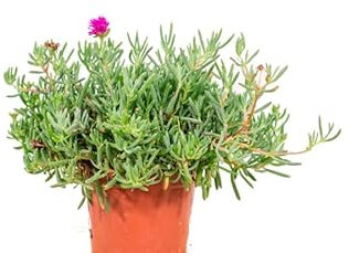 Mesen Natural Planta de Exterior Apta para Principiantes