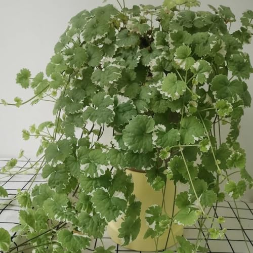 semillas de hiedra terrestre - exóticas jardín 75pcs