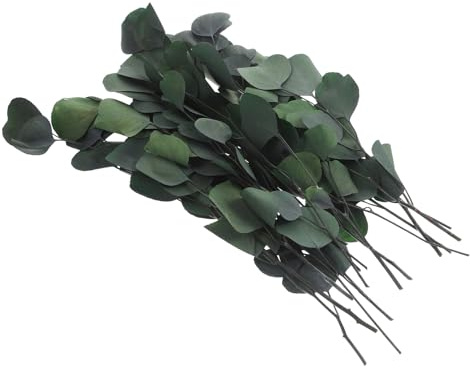 GARVALON Eukalyptus Deko Getrocknet 1 Bund Konservierte Grüne Eukalyptusblätter aus Preserved Flower Material Rustikaler Vasenfüller für Künstliche Blumen und Blumenvasen