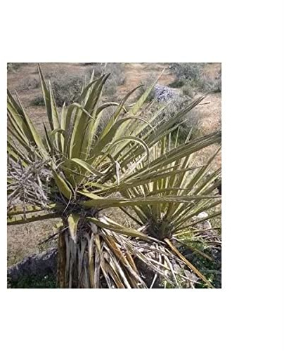 10x Yucca Schidigera Mojave Yucca Garden Plants Seeds ID978 Seeds Plants Shop Seed Bench Pullingen Patrik Ipsa