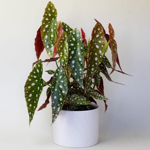 Begonia Maculata - House Plants & Indoor Plants, Real Polka dot begonias in 13cm pots, These are not Fake Plants. Height Measures 30-40cm