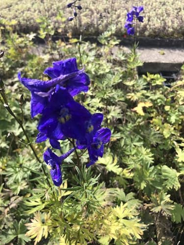 6x Rittersporn - Delphinium belladonna 'Atlantis' | 9x9 cm pot