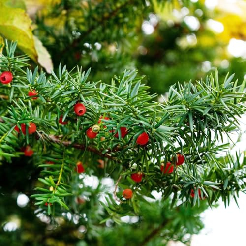 Semi di Taxus baccata, sempreverde, resistente al freddo esotico giardino vecchie varietà semi di balcone giardino raro organico sostenibili resistenti 200pcs