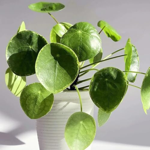 Semi di Pilea Peperomioides, semi di d'appartamento del giardino d'appartamento, letto rialzato 350pcs