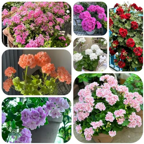 semi di geranio resistenti, pelargonium primaverile, selvatici ornamentali decorazione resistenti all'esterno decorazione da giardino 100pcs