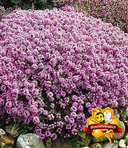 Ultrey Seed House - Fragrance Long Haired Mountain Thyme Seeds Sand Thyme Creeping Carpets Groundcover Perennial Flowers Stonecrop Seed Hardy Perennial