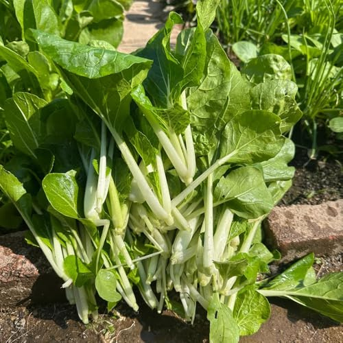 semillas de Pak Choi, exóticas Semillas de col china orgánicas, de interior Comprar de invierno de balcón resistentes 500pcs