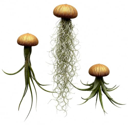 Set de 3 Medusas con Erizos de Mar en Tonos Bronce y Cobre y Tillandsias Naturales – Plantas Aéreas Colgantes – Decoración Artesanal Original | Varias variantes