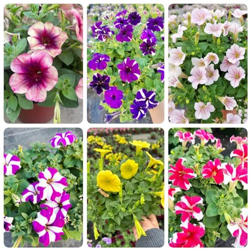 Semi di petunia appesi, esotici Petunia ibrida, da giardino roccioso resistenti rari semi di da balcone per luoghi soleggiati vecchie varietà 300pcs