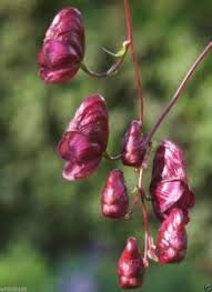 20 graines vin rouge aconit graines - bane de Aconitum- loup, le Fléau de léopard, la bête noire des femmes!
