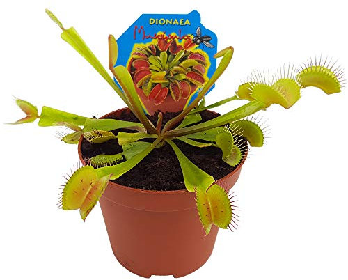 Dionaea Muscipula Planta Carnívora Venus Atrapamoscas en Maceta Pequeña