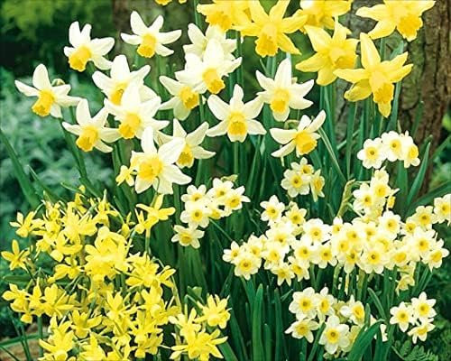 30 x Mini Dwarf Rockery Mixed Daffodil Bulbs for Planting Now - Mini/Miniature Daffodils Narcissus/Narcissi Mixed Bulbs - Spring Flowering Bulbs - Ready to Plant Now