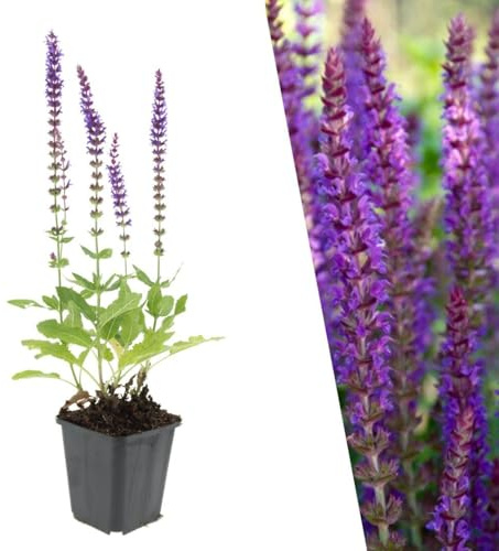 Plants by Frank | 60 Plantes de sauge | Salvia nemorosa ‘Ostfriesland’ | Couvre-sol rustique | Plantes vivaces | Sauge à fleurs violettes | Plantes à abeilles | Plantes d’extérieur | Jardin