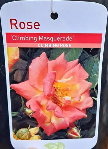GARTHWAITE NURSERIES® : - Potted 2 Litre Climbing Rose Masquerade Perennial Plant