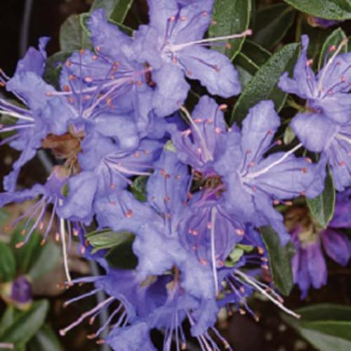 Rhododendron 'Night Sky' – Compact Dwarf Blue Rhododendron with Dark Blue Flowers, Ideal for Shade and Containers - 1x 3 Litre Potted Plants by Thompson & Morgan