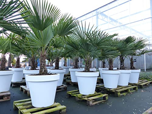 gruenwaren jakubik XXL Palme winterhart inkl. Pflanzkübel weiß, 160-190 cm Trachycarpus fortunei, Hanfpalme, Top-Qualität