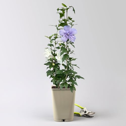 Duo-Gartenhibiskus 'Blue Chiffon®' und 'White Chiffon®', blau + weiß, 5 lt. Topf