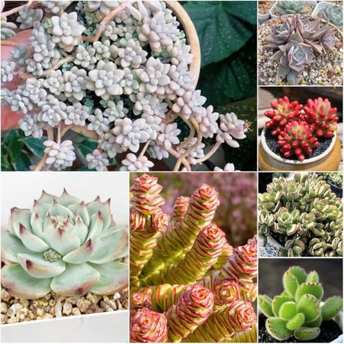 sukkulenten - zimmerpflanzen garden winterhart draußen - seltene - hochbeete für garten bonsai stauden winterhart mehrjährig 180samen