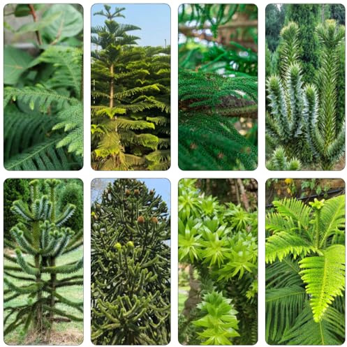 araucaria araucana - gartenpflanze pflanzendeko gartensamen kräutersamen baumsamen kräuterpflanzen kübelpflanzen winterhart mehrjährig wildkräuter gartenkräuter bonsai topf 25samen