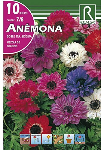 BULBO ANEMONA DOBLE SANTA BRIGIDA - CORONARIA - 10 UD.