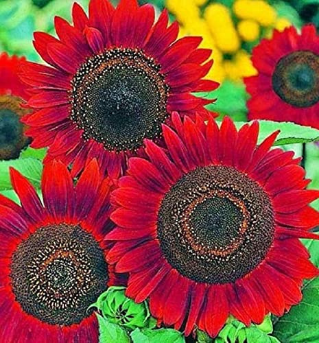 Velvet Queen Sunflower Seeds for Planting | Heirloom | Non-GMO | 50 Sunflower Seeds per Planting Packet