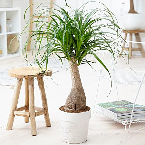 Gardener's Dream Elefantenfuß Indoor Palme - Große Zimmerpflanze, Tropisch, Immergrüne Zimmerpflanzen, Groß & echt, Pflanzen, Palmen-Pflanze für Zimmer, Büro usw. (60-70 cm)