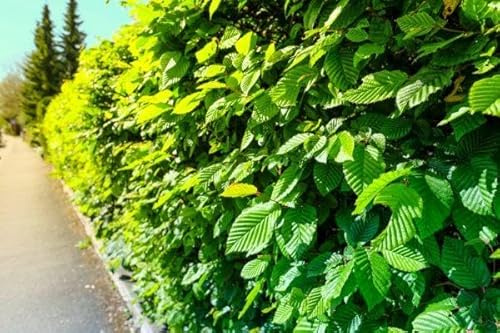 10st. Hainbuche 50-80cm ohne Topf gemessen Heckenpflanzen Carpinus betulus Hecke Weißbuche Gartenhecke Hainbuchen Topfware