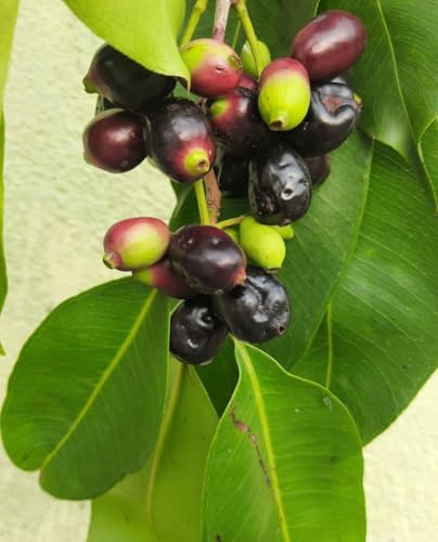 Pianta di JAMBOLAN 'Syzygium Cumini' - in vaso - in vaso Ø 18 cm – h. 80/100 cm